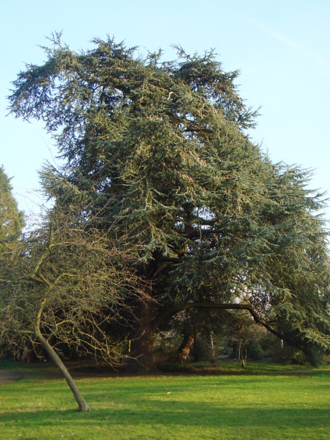 blue-cedar_20120421_1716465657