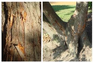 dogtreepark_20120404_2060420713