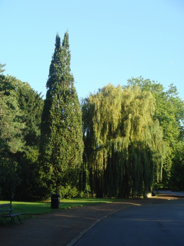 cypress_oak_20121004_1225467874