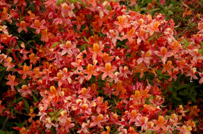 2012-rhododendron-no15_20120520_2040915586