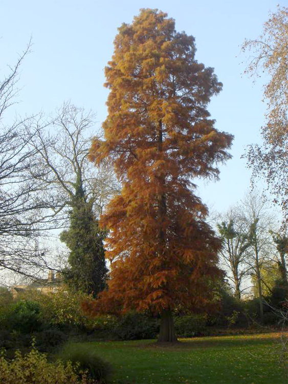 swamp-cypress_20120405_1123647099